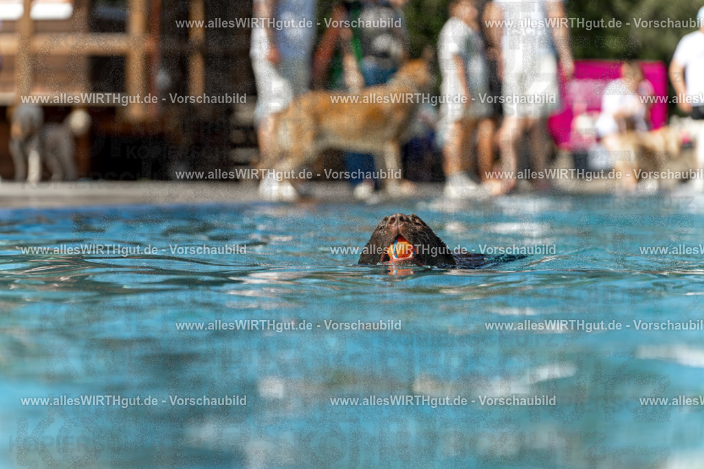 Hundeschwimmen_Volksbad_2026-allesWIRTHgut_Tierfotografie-2609061311-122102-7R500575 | Professionelle Tierfotografie in Mönchengladbach von Daniel Wirth (allesWIRTHgut). Liebevolle & natürliche Bilder von Hunden & Katzen für unvergessliche Erinnerungen.