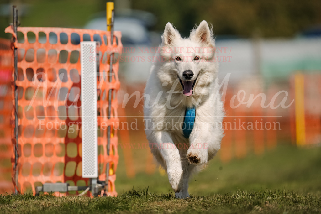 20250928_Hunderennen-704 | MuT (Mensch und Tier) mit Mona - Fotografie und Tierkommunikation - Realisiert mit Pictrs.com