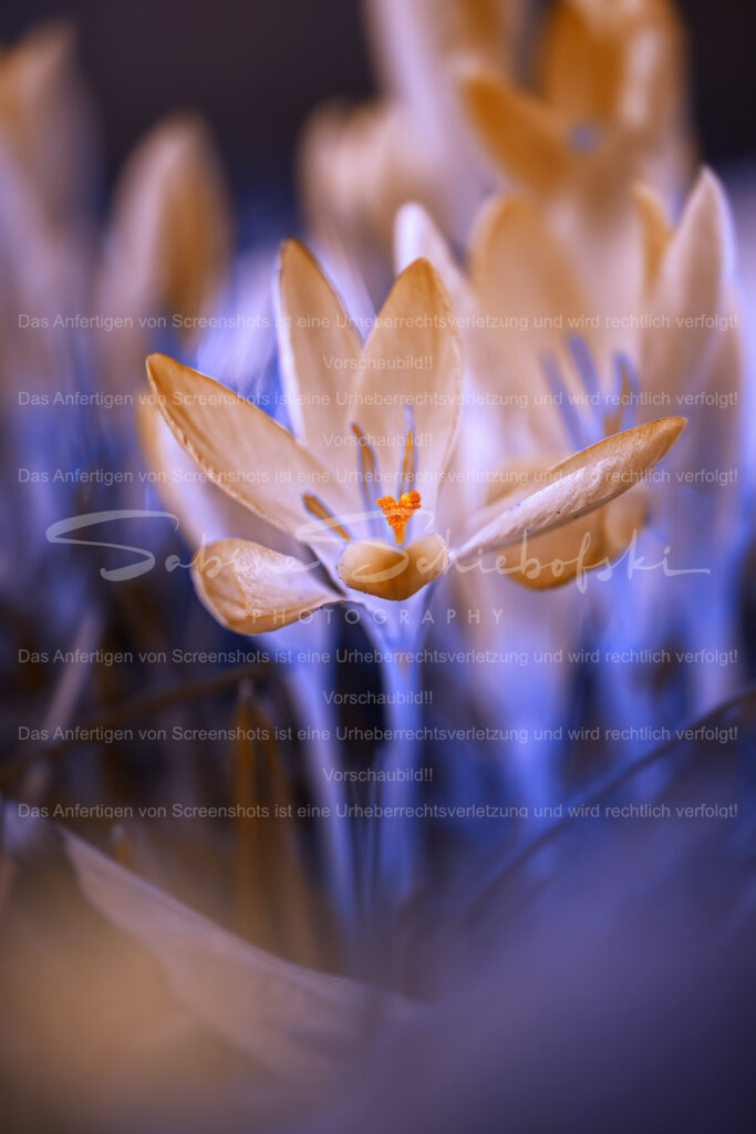 Krokus im Traumland | Einige Krokusse im magischen, violet gelben licht - Realisiert mit Pictrs.com