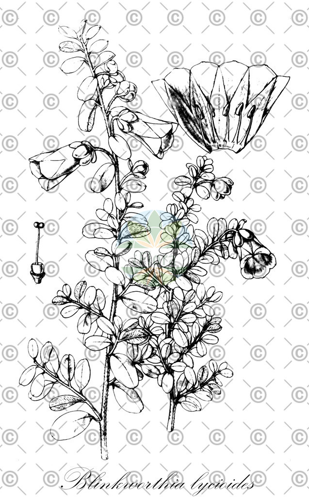 HistAbb_wfo-0000761614_1_ENZY_Simple | Historische Abbildung von Blinkworthia lycioides - Convolvulaceae | Historical Illustration of Blinkworthia lycioides - Convolvulaceae