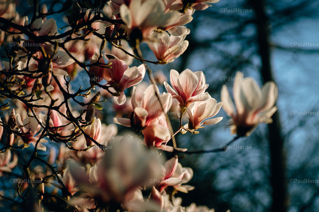 20220324_PaulHense_S0043_DSC03545 | paulhense - Realisiert mit Pictrs.com