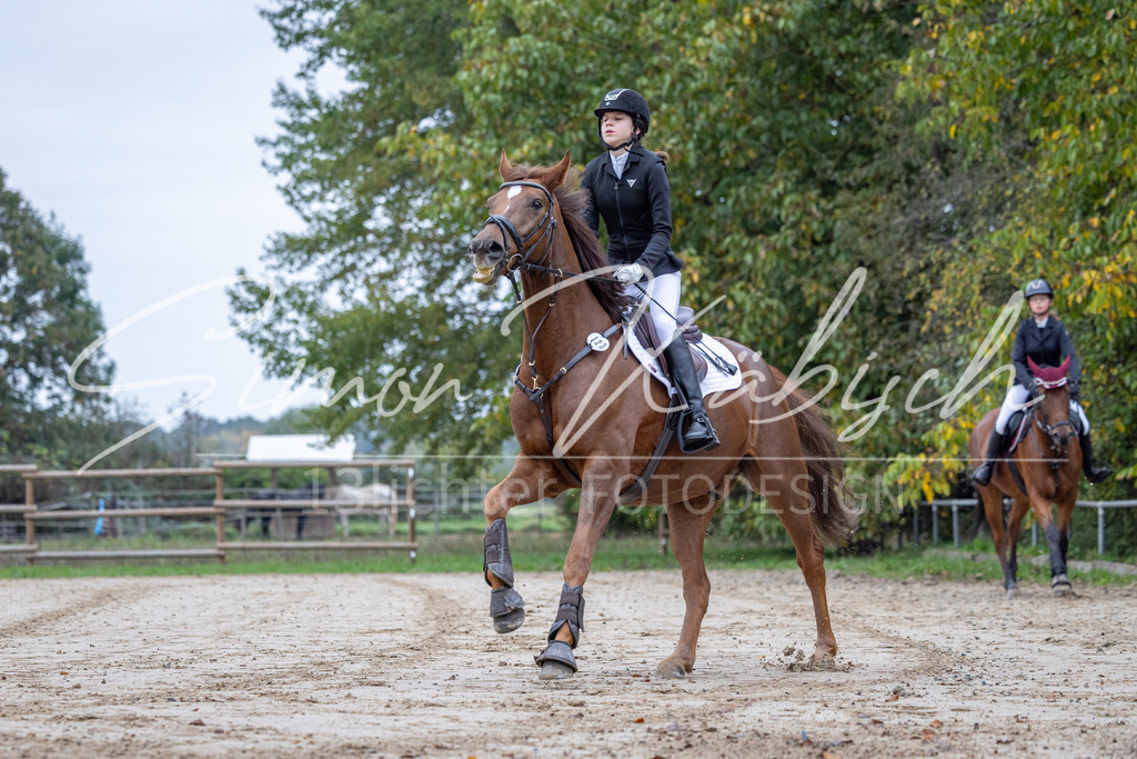 20251012-_3LI2527 | Tierfotografie Pferde, Hunde, Katzen, Haustiere.
Turnierfotografie Reitturniere, Reiten, Springreiten, Dressur in Hanau, dem Main-Kinzig-Kreis und dem Rhein-Main- Gebiet um Frankfurt
