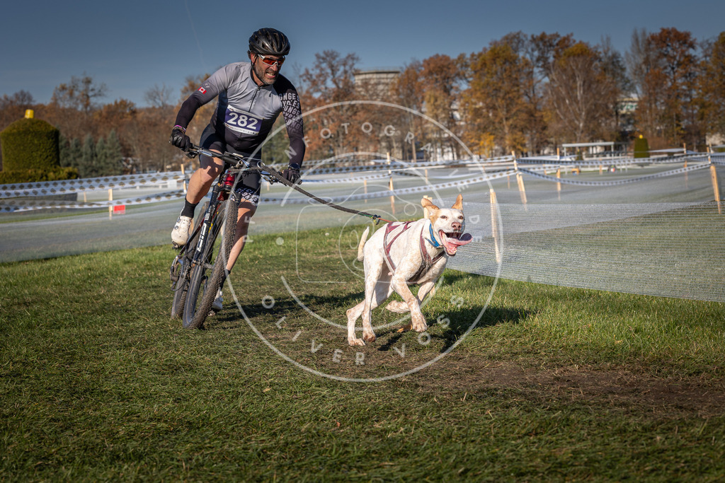CaniXpix_0L8A5268 | Hundefotografie, Tierfotograf, Pfotenfotografie, Fotoshooting Hund, Hunde Portrait, Hundesport, Hundeportraits, Heideshooting, Hunde, Sportfotograf, Hundefotograf, Turnierhundsport, THS,  - Realisiert mit Pictrs.com