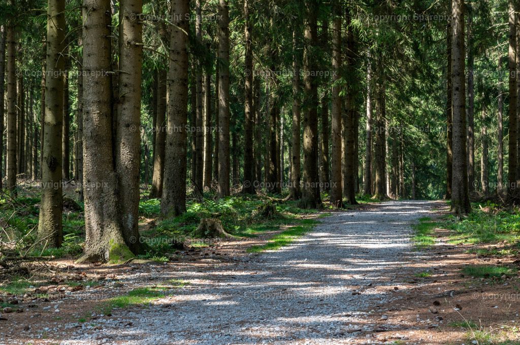 LOC_Trail_Forest20 | sparepix - Realisiert mit Pictrs.com