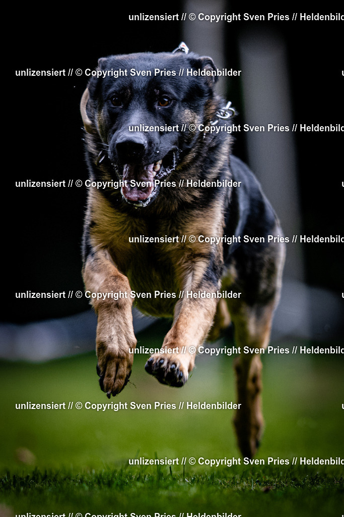 Sven Pries | 2025-10-03 - Hunderennen Obergrombach - Realisiert mit Pictrs.com