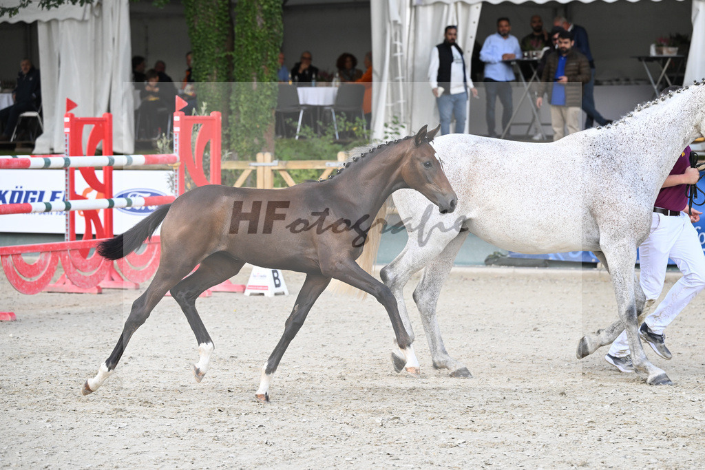 Fohlenauktion Next Chance_49220283 | hf-fotografie - Realisiert mit Pictrs.com