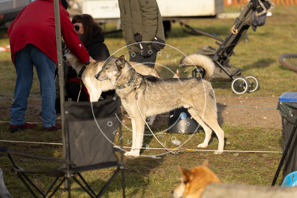 Pfotenfotografie_DV3A6671 | Hundefotografie, Tierfotograf, Pfotenfotografie, Fotoshooting Hund, Hunde Portrait, Hundesport, Hundeportraits, Heideshooting, Hunde, Sportfotograf, Hundefotograf, Turnierhundsport, THS,  - Realisiert mit Pictrs.com