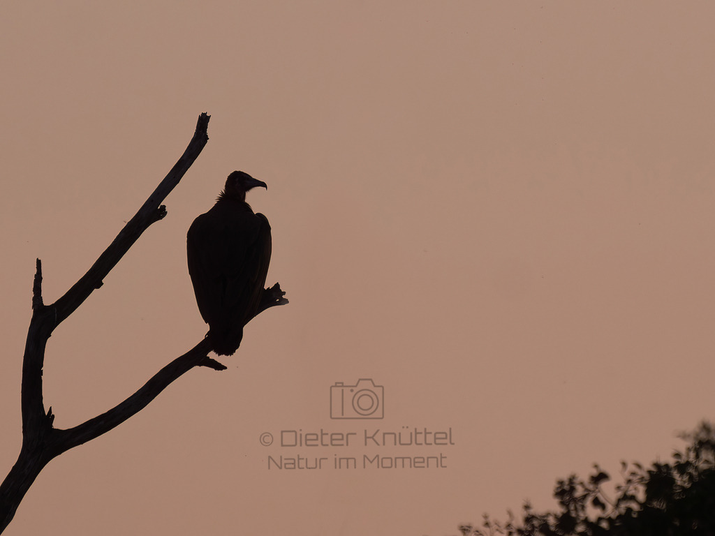 39437913724_598b1a4edc_o-Bearbeitet-2017-LR | Natur im Moment - Realisiert mit Pictrs.com