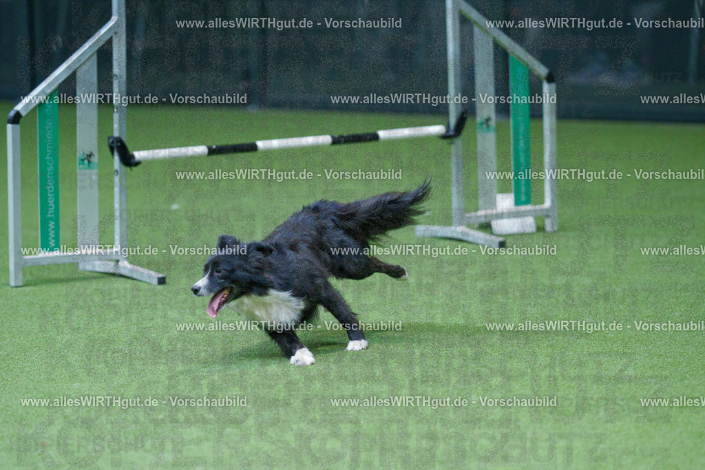 @allesWIRTHgut_Tierfotografie - www.allesWIRTHgut.de - 2604251115-7R509952 | Professionelle Tierfotografie in Mönchengladbach von Daniel Wirth (allesWIRTHgut). Liebevolle & natürliche Bilder von Hunden & Katzen für unvergessliche Erinnerungen.