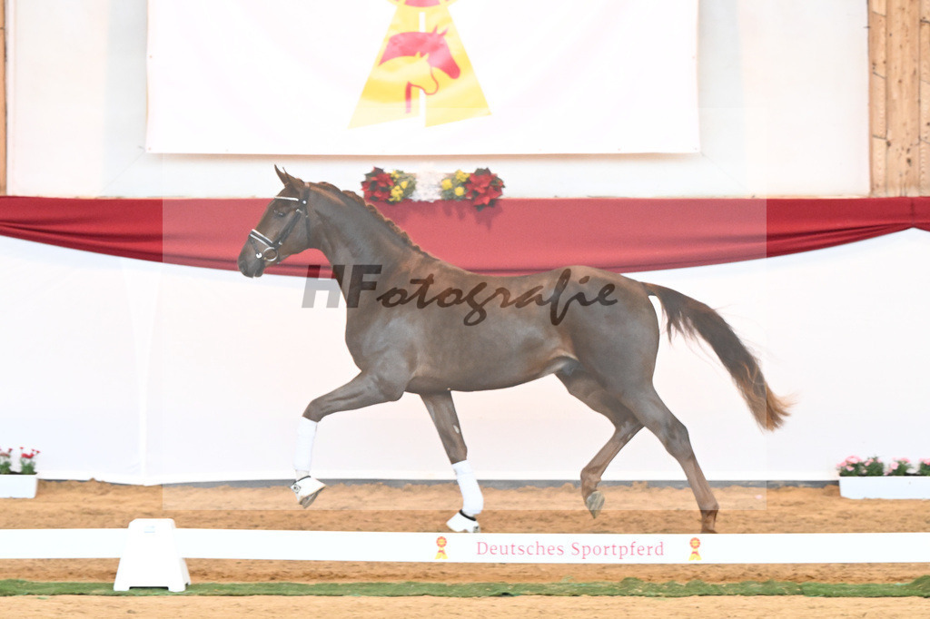 Kat-Nr. 63 Fidertanz x Romanov Blue Hors_La Rue_43230640 | hf-fotografie - Realisiert mit Pictrs.com
