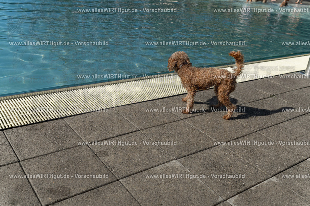Hundeschwimmen_Volksbad_2026-allesWIRTHgut_Tierfotografie-2609061542-7R501717 | Professionelle Tierfotografie in Mönchengladbach von Daniel Wirth (allesWIRTHgut). Liebevolle & natürliche Bilder von Hunden & Katzen für unvergessliche Erinnerungen.