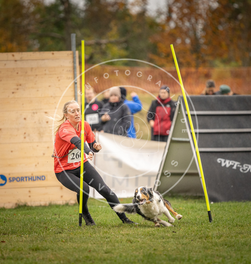 Pfotenfotografie_DV3A7078 | Hundefotografie, Tierfotograf, Pfotenfotografie, Fotoshooting Hund, Hunde Portrait, Hundesport, Hundeportraits, Heideshooting, Hunde, Sportfotograf, Hundefotograf, Turnierhundsport, THS,  - Realisiert mit Pictrs.com