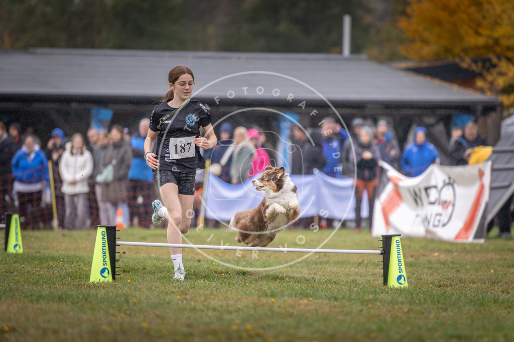Pfotenfotografie_DV3A9799 | Hundefotografie, Tierfotograf, Pfotenfotografie, Fotoshooting Hund, Hunde Portrait, Hundesport, Hundeportraits, Heideshooting, Hunde, Sportfotograf, Hundefotograf, Turnierhundsport, THS,  - Realisiert mit Pictrs.com