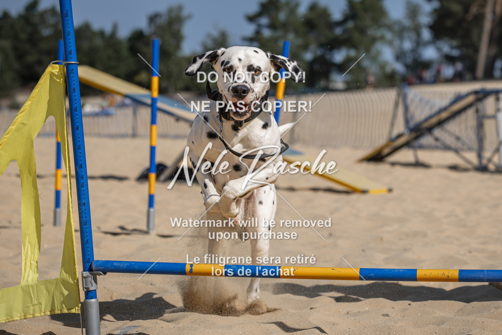 nelerasche_saBeachility_399 | nelerasche
