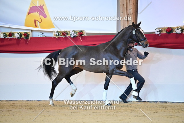 70_Si Senor M - Fürst Nymphenburg_787_1685 | Björn Schroeder Pferdefotografie