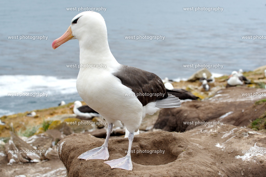 Albatross 3 SND - FLK 2014 | west photography - Realisiert mit Pictrs.com
