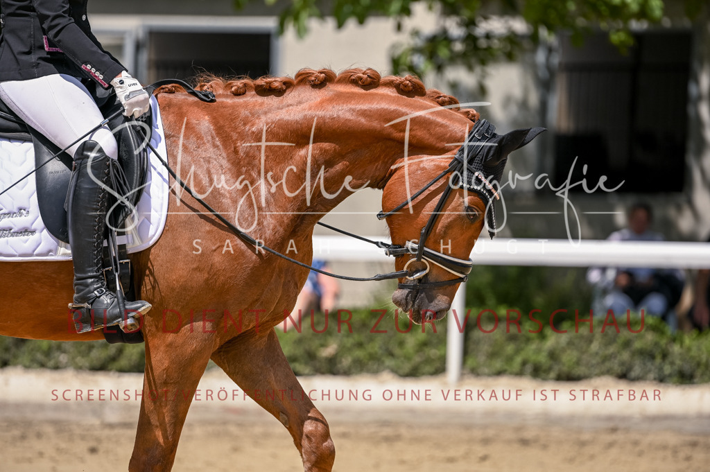 Schugtsche-Aluta25-48.Reitpferfdeprf.-273 | Schugtsche Fotografie - Realisiert mit Pictrs.com