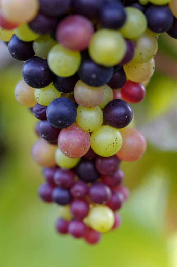 Weintrauben | Enzersfeld, Austria - August 03, 2011: Weintrauben. - Realisiert mit Pictrs.com