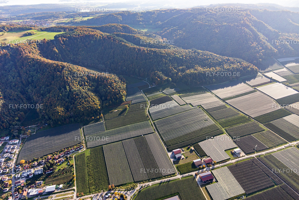 Apfelplantagen in Bodman | Luftbild: Apfelplantagen in Bodman im Ortsteil Bodman in Bodman-Ludwigshafen im Bundesland Baden-Württemberg in Deutschland. Foto: IMG_119415.jpg vom 14.10.2019 durch Werner Riehm/FLY-FOTO.de - Realisiert mit Pictrs.com