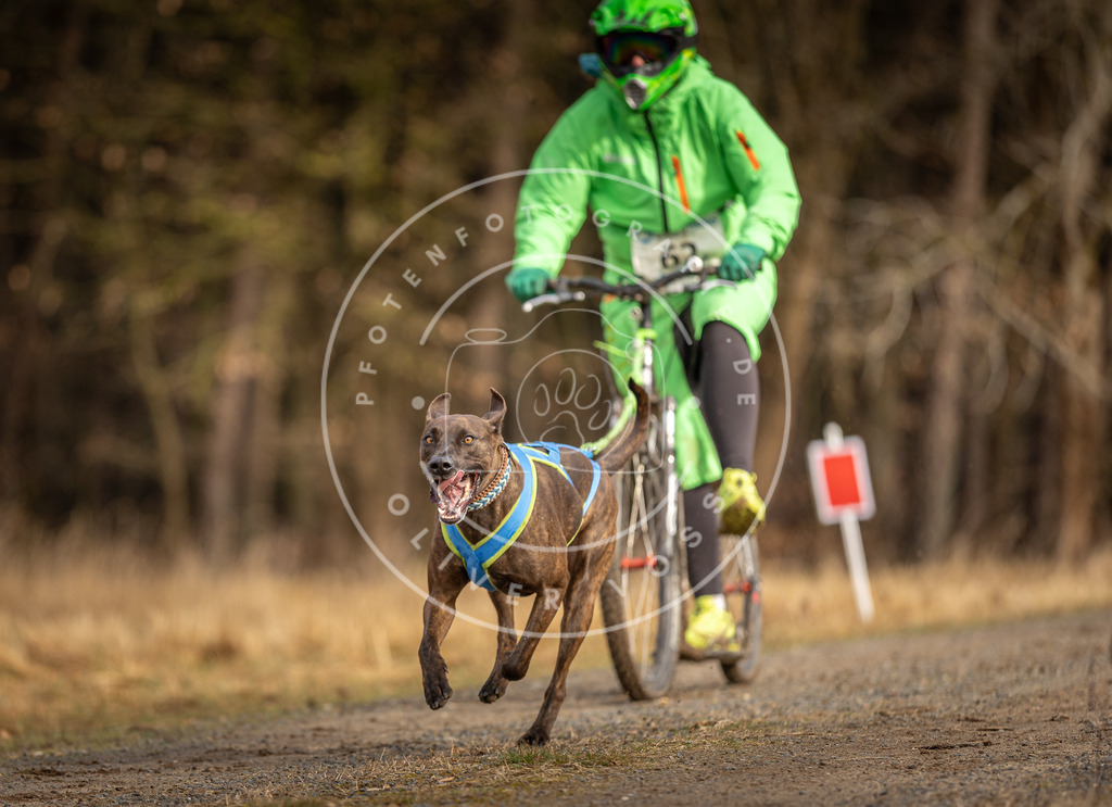 DV3A3549 | Hundefotografie, Tierfotograf, Pfotenfotografie, Fotoshooting Hund, Hunde Portrait, Hundesport, Hundeportraits, Heideshooting, Hunde, Sportfotograf, Hundefotograf, Turnierhundsport, THS,  - Realisiert mit Pictrs.com