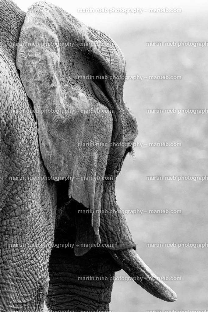 Slow and steady in gray | A South African elephant takes a walk - Realisiert mit Pictrs.com
