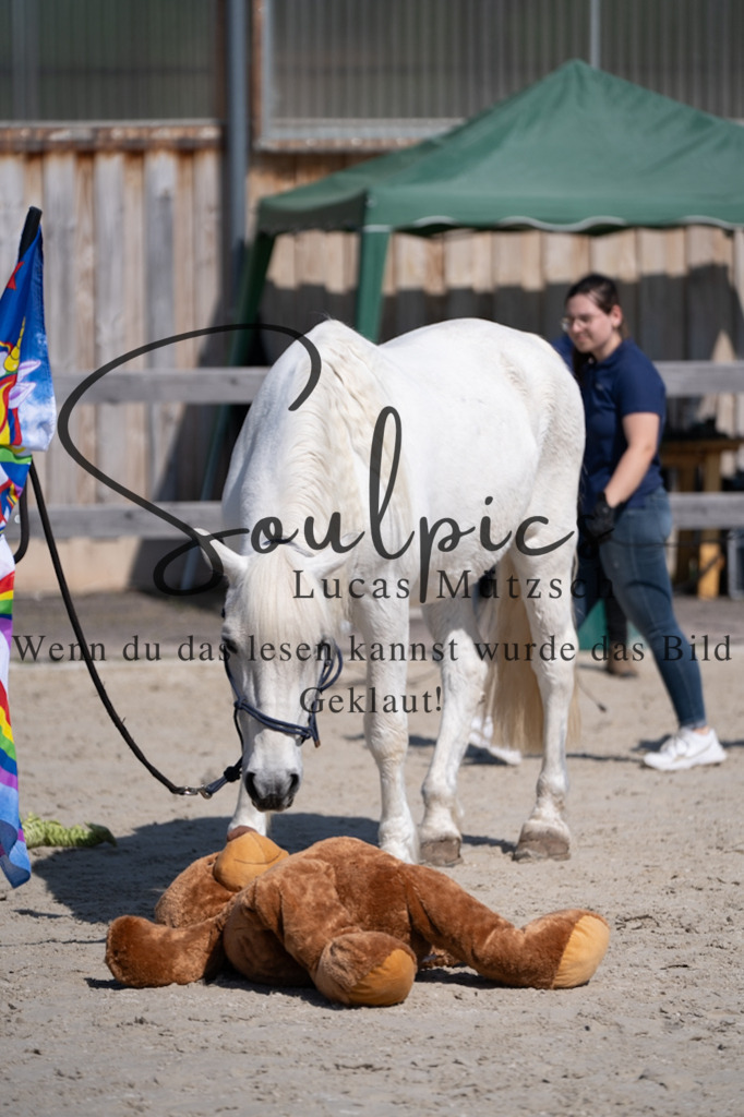 A7V01877 | Pferdefotograf