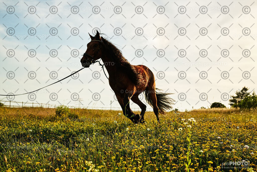 390_202406_Niki-Herodes_NZ9_0407 | proPHOTO - Realisiert mit Pictrs.com