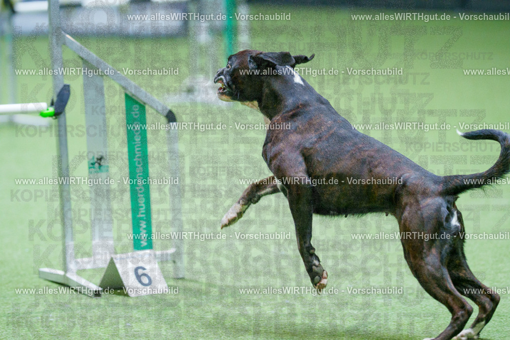 @allesWIRTHgut_Tierfotografie - www.allesWIRTHgut.de - 2604251058-7R500748 | Professionelle Tierfotografie in Mönchengladbach von Daniel Wirth (allesWIRTHgut). Liebevolle & natürliche Bilder von Hunden & Katzen für unvergessliche Erinnerungen.