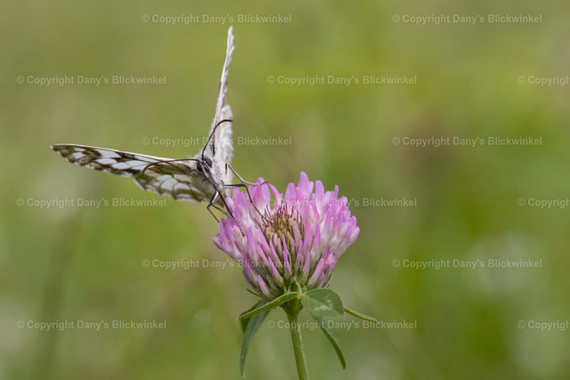 202128 | Tierfotografie, Tierkalender, Tierbilder, Insekten, Spinnen, Vögel, Schmetterling, Libellen, Leinwand, Colorkey, Qualität, Geschenkartikel, Geschenk - Realisiert mit Pictrs.com
