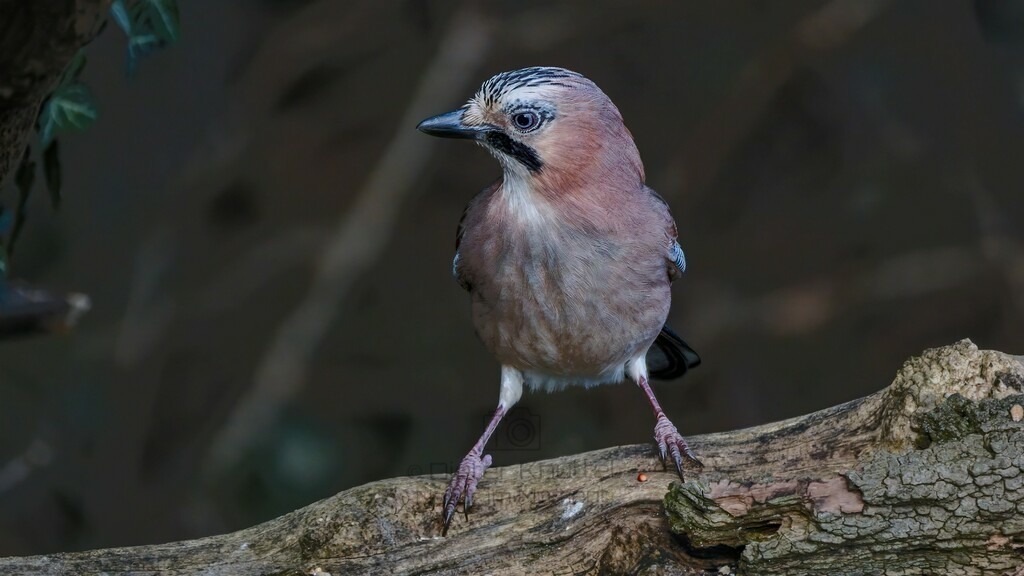 P1003671-Bearbeitet-2024-LR | Natur im Moment - Realisiert mit Pictrs.com