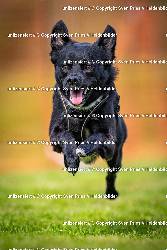 Sven Pries | 2024-09-22 - Hunderennen Baden-BadenPudelverein - Realisiert mit Pictrs.com