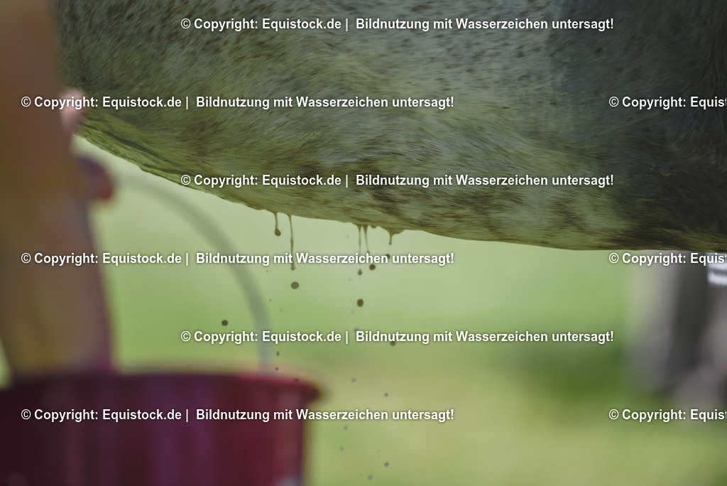 20230527_27_CCI4_Gelände_0251 | equistock