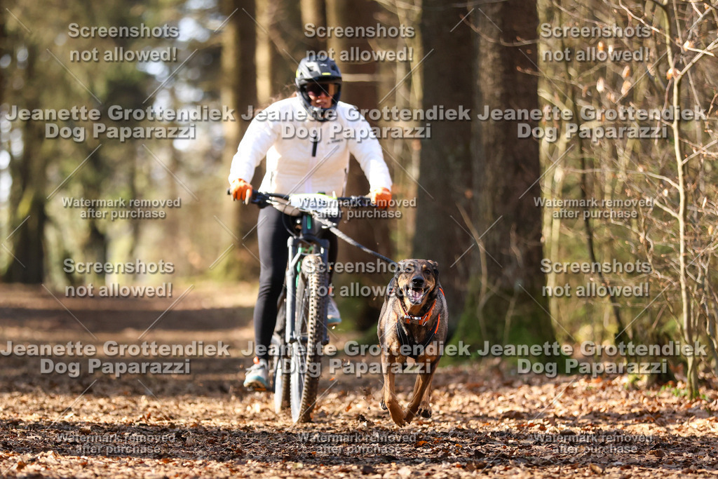 Dog Paparazzi - VCC26-1062 | Dog Paparazzi Jeanette Grottendiek Fotografie & Videografie - Realisiert mit Pictrs.com