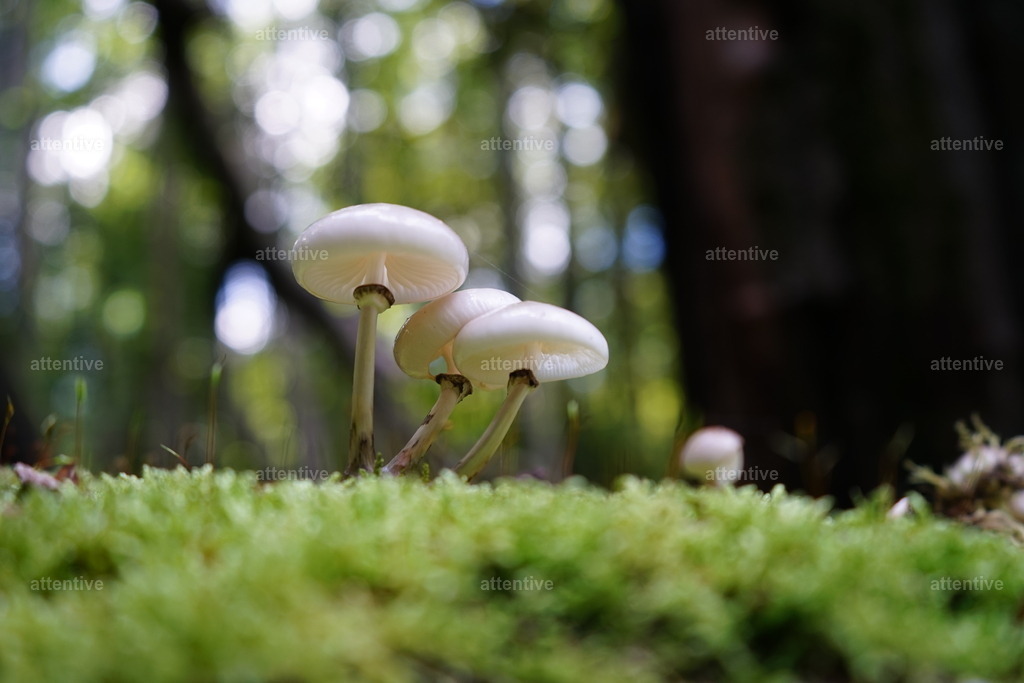 Drei im Wald | Deutschland, Rügen - Realisiert mit Pictrs.com