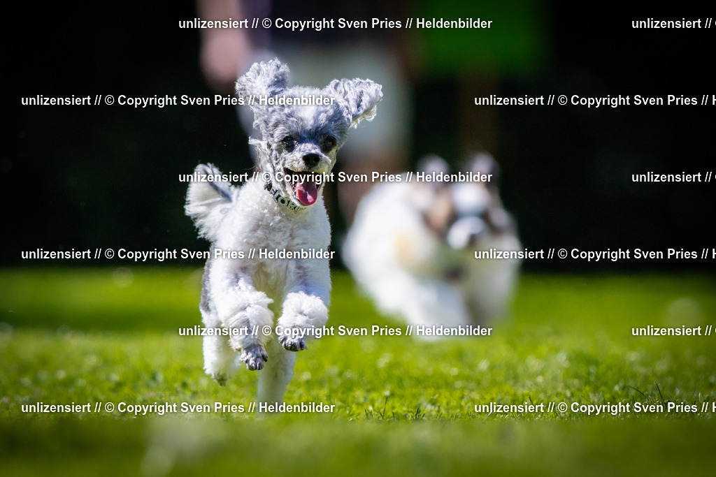 Sven Pries | 2025-08-10 - Hunderennen Durlach - Realisiert mit Pictrs.com