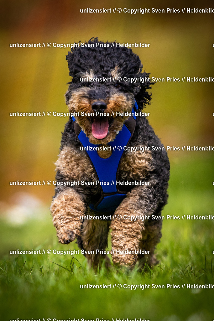 Sven Pries | 2025-04-13 - Hunderennen Baden-Baden - Realisiert mit Pictrs.com