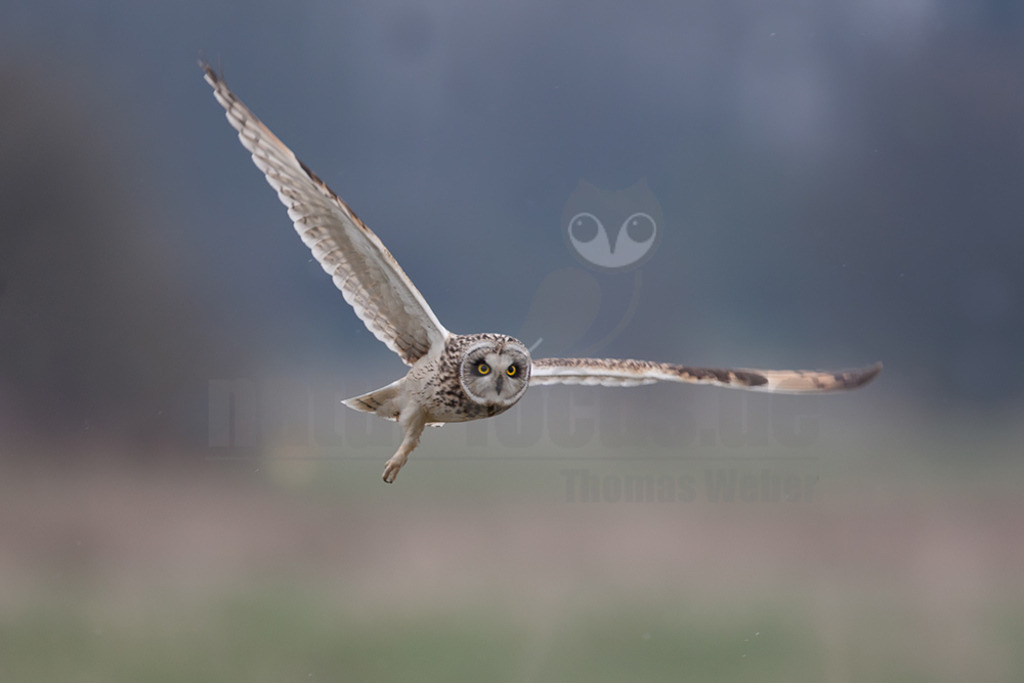 20080324_08523316931 | 
Sumpfohreule

Sumpfohreule (Asio flammeus)
Systematik
Klasse:	Vögel (Aves)
Ordnung:	Eulen (Strigiformes)
Familie:	Eigentliche Eulen (Strigidae)
Gattung:	Ohreulen (Asio)
Art:	Sumpfohreule
Wissenschaftlicher Name
Asio flammeus
(Pontoppidan, 1763)
Die Sumpfohreule (Asio flammeus) ist eine Vogelart aus der Gattung der Ohreulen (Asio) innerhalb der Familie der Eigentlichen Eulen (Strigidae). Ihre kurzen Federohren sind meist angelegt und somit nicht sichtbar. Der englische Name Short Eared Owl betont dieses Merkmal, während der deutsche die Lebensraumpräferenzen der Art für Feucht- und Marschgebiete unterstreicht. - Realisiert mit Pictrs.com