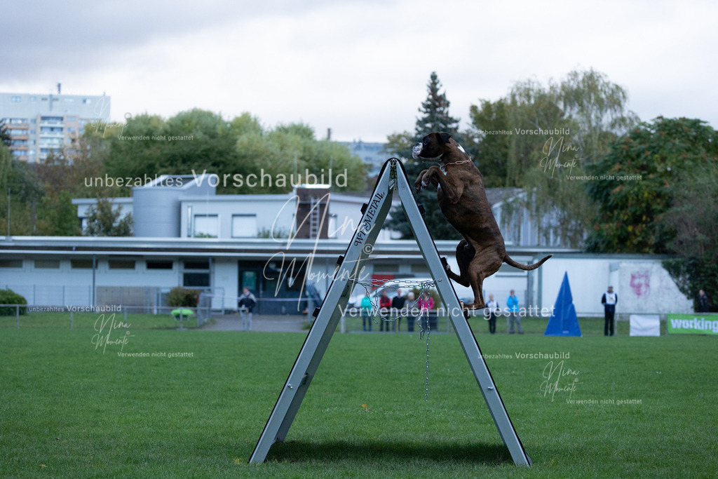 _16A4467 | Einzigartige Fotos von Hunden & Menschen –Actionfotos, Portraits, Vereinsaufnahmen & Paarshootings – authentisch, lebendig & mit Herz.