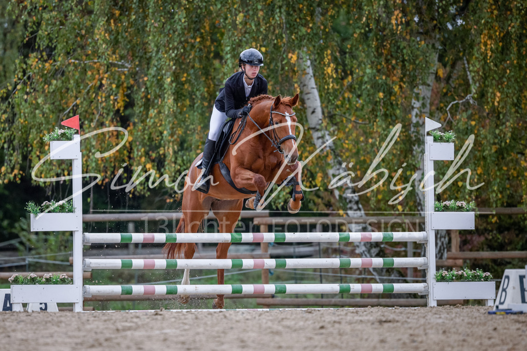 20251012-_3LI4007 | Tierfotografie Pferde, Hunde, Katzen, Haustiere.
Turnierfotografie Reitturniere, Reiten, Springreiten, Dressur in Hanau, dem Main-Kinzig-Kreis und dem Rhein-Main- Gebiet um Frankfurt