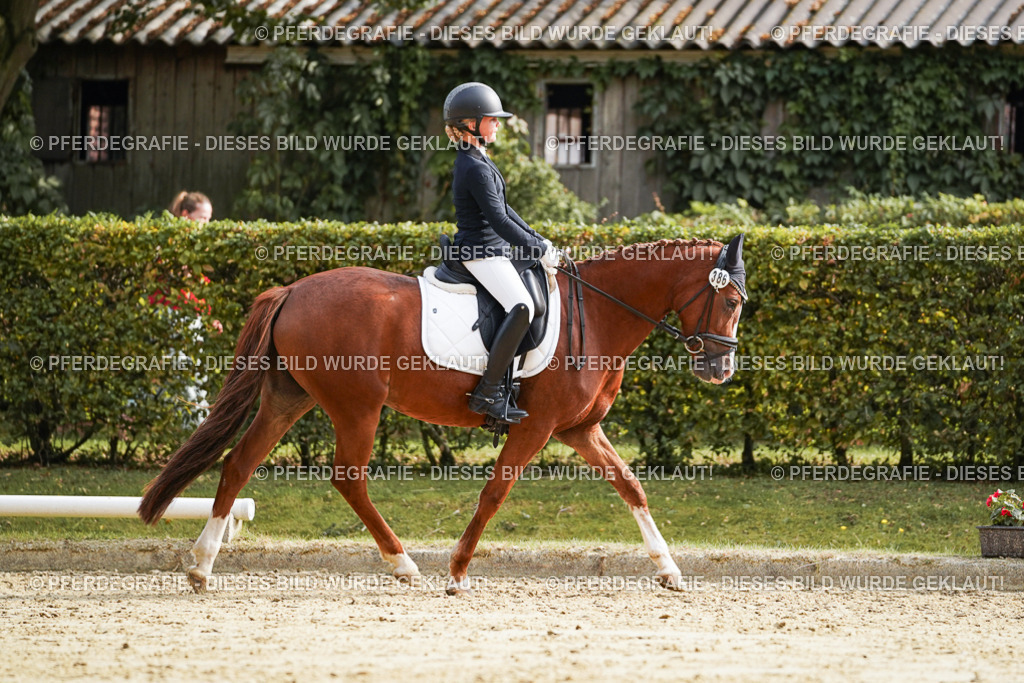 DSC05161 | Pferdegrafie