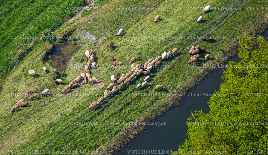 Bestwig240502828 | Luftbild, grasende Schafe auf einer Wiese, Wehrstapel, Meschede, Sauerland, Nordrhein-Westfalen, Deutschland