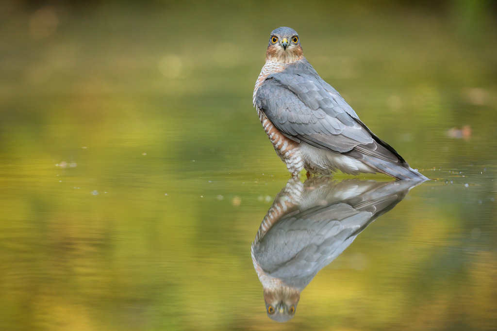 Wandbild - Eleganter Sperber am Wasser | Dieses Bild zeigt einen eleganten Sperber (Accipiter nisus), der am Rande einer ruhigen Wasserstelle steht. Der Vogel schaut direkt in die Kamera, mit seinen scharfen, gelben Augen, die eine intensive Aufmerksamkeit ausstrahlen. Sein Gefieder ist eine Mischung aus Grau- und Brauntönen, die wunderschön mit den Reflexionen des Wassers harmonieren. Der Hintergrund besteht aus sanft verschwommenem Grün und Gelb, was die natürliche Umgebung und die friedliche Atmosphäre des Moments unterstreicht. Die Spiegelung des Sperbers im Wasser verstärkt die Komposition und verleiht dem Bild eine besondere Tiefe und Symmetrie.