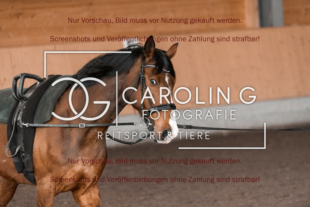 DSC_1974 | Turnierfotografin Carolin Gieschke,Reitsport Turnierfotografie Carolin G Fotografie | Turnierfotos aus Kirchheim/Teck, Esslingen, Stuttgart und dem Bodenseekreis