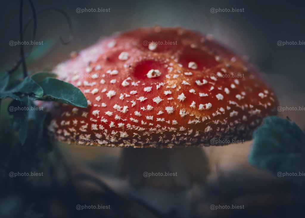 Rote Versuchung | Ein wunderschöner Fliegenpilz zwischen grünen Blättern. - Realisiert mit Pictrs.com