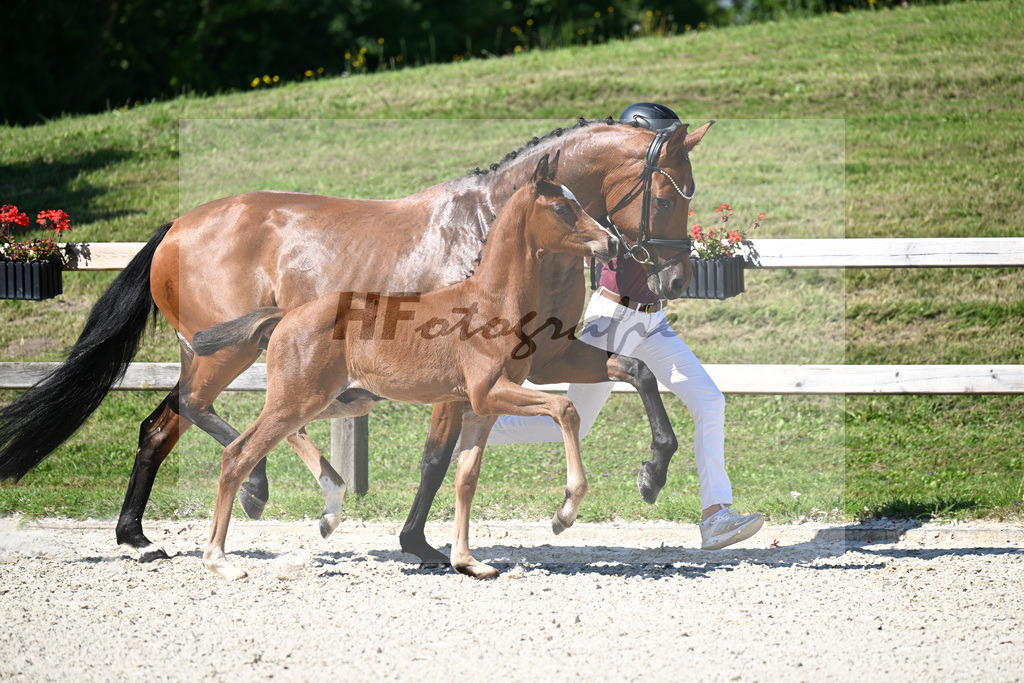 Kat-Nr. 40 Bon Courage x Veneziano_HF_Reglauer_24250188 | hf-fotografie - Realisiert mit Pictrs.com