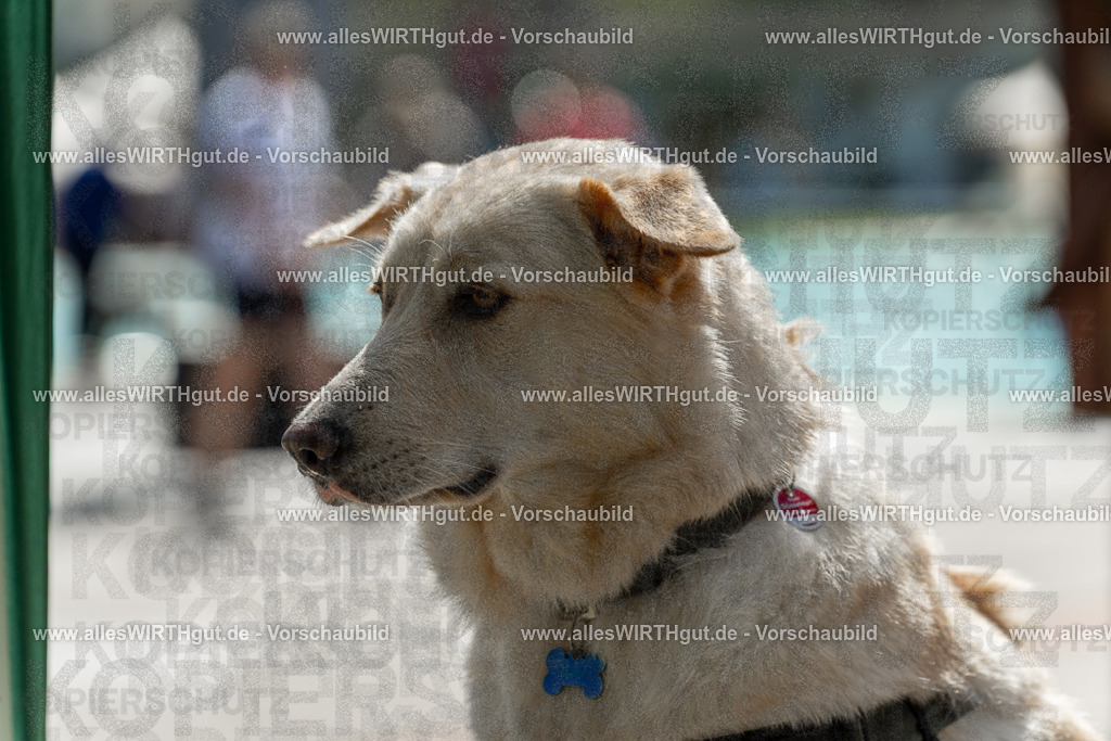 Hundeschwimmen_Volksbad_2026-allesWIRTHgut_Tierfotografie-2609061335-7R500840 | Professionelle Tierfotografie in Mönchengladbach von Daniel Wirth (allesWIRTHgut). Liebevolle & natürliche Bilder von Hunden & Katzen für unvergessliche Erinnerungen.