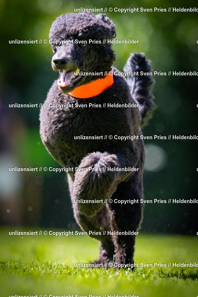 Sven Pries | 2025-08-10 - Hunderennen Durlach - Realisiert mit Pictrs.com