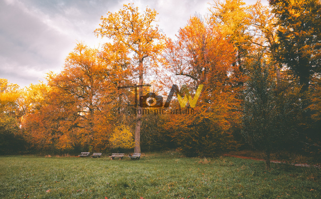 Herbstlich gefärbte Bäume am Morgen | Hochauflösende und hochwertige Bilder und Fotos.Kommerzielle oder private Nutzung ✔ Bilder downloaden✔ Acryl ✔ Leinwand ✔ Poster ✔
 - Realisiert mit Pictrs.com