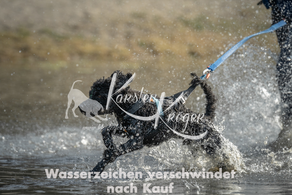 1027_ZZ97512 | kk-dogfotos