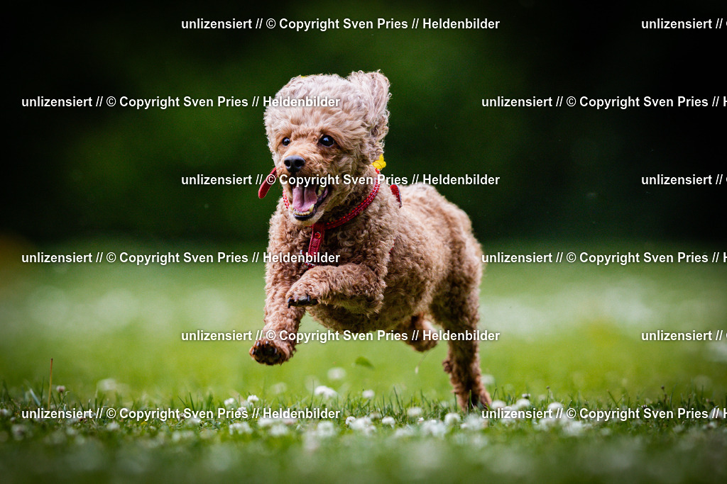 Sven Pries | 2025-05-29 - Pudelrennen KA-Durlach - Realisiert mit Pictrs.com